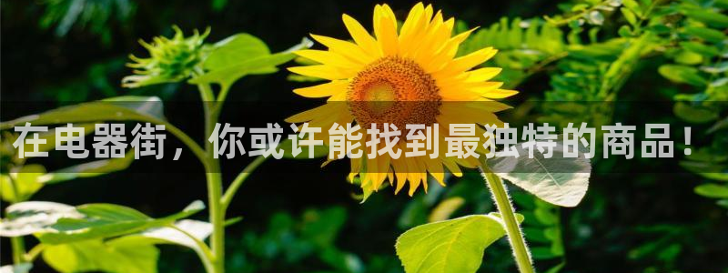 哔咔漫画18禁下载：在电器街，你或许能找到最独特的商品！